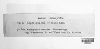 Leptosphaeria littoralis image